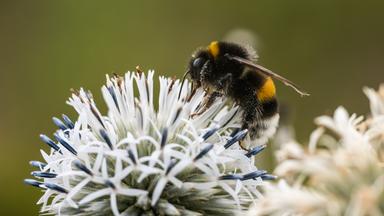 Eine Hummel auf einer Distelblüte