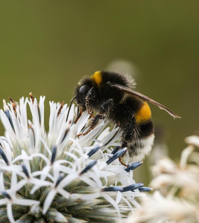 Eine Hummel auf einer Distelblüte