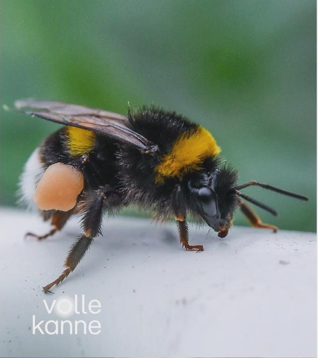 Zwei Hummeln auf einem geteilten Bild