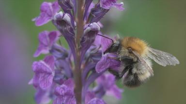 Hummel an einer Blume
