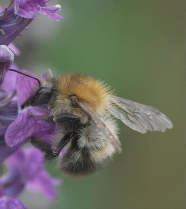 Hummel an einer Blume