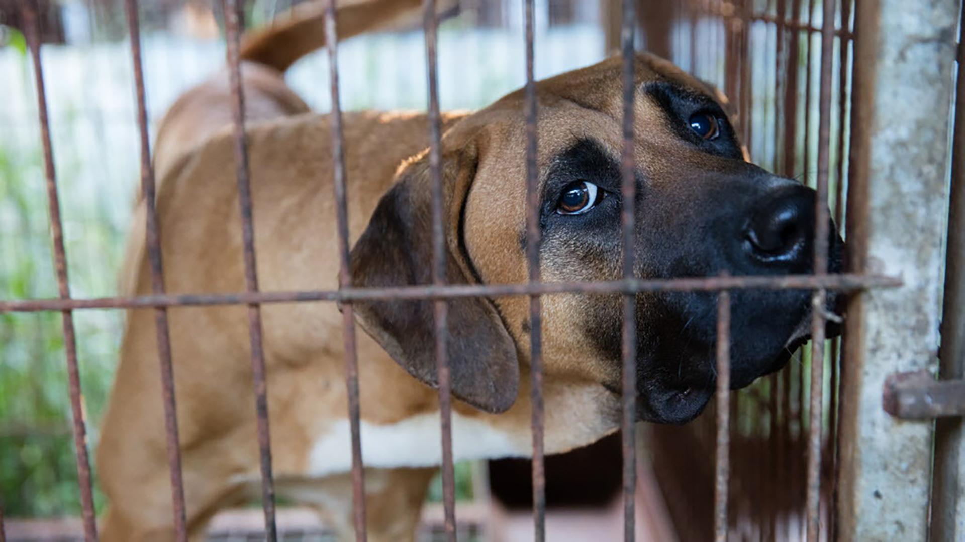 Eine Dogge aus einer Hundefleischfarm in Chungcheongnamdo (Südkorea), aufgenommen am 12.09.2015