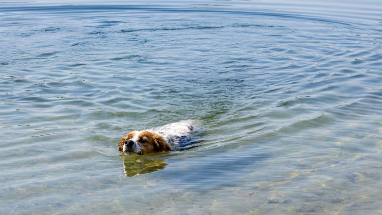 Ein Hund schwimmt in einem See.
