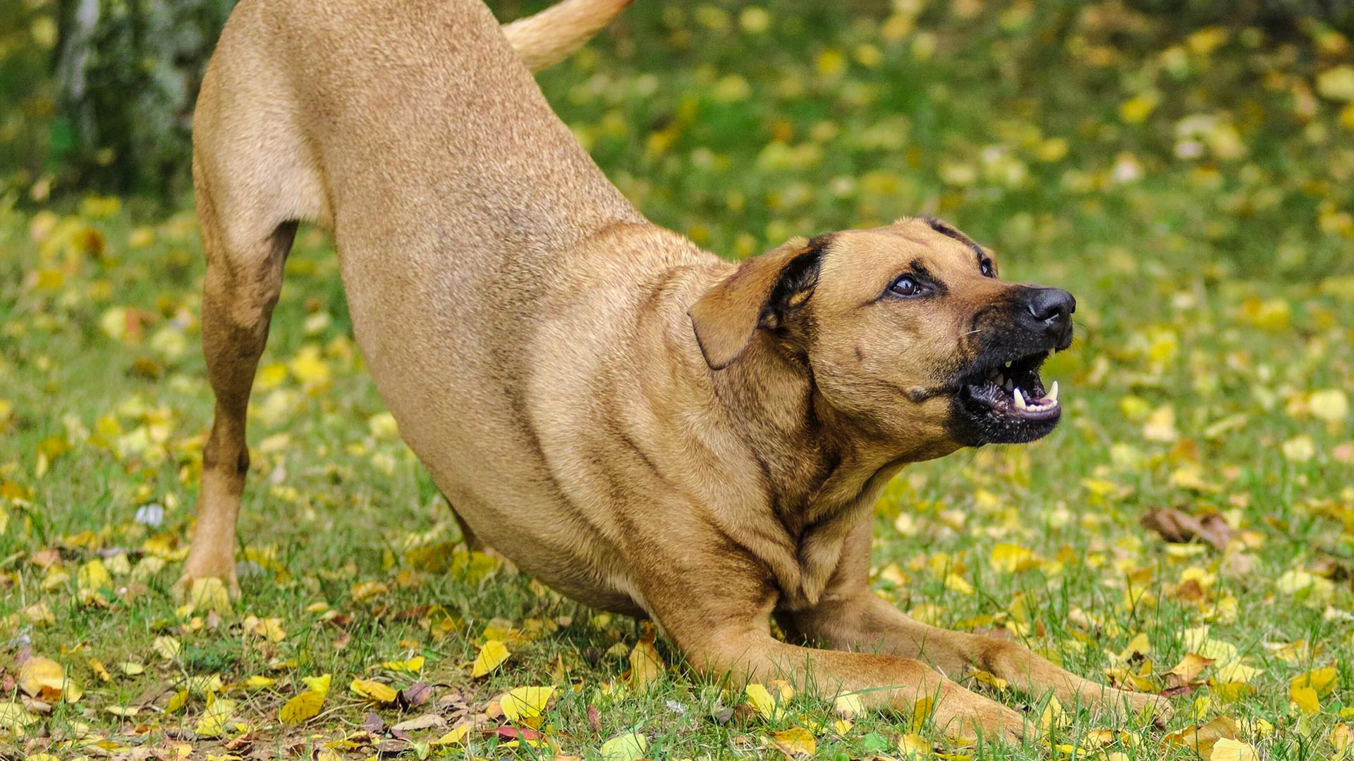 Bellender Hund auf einer Wiese