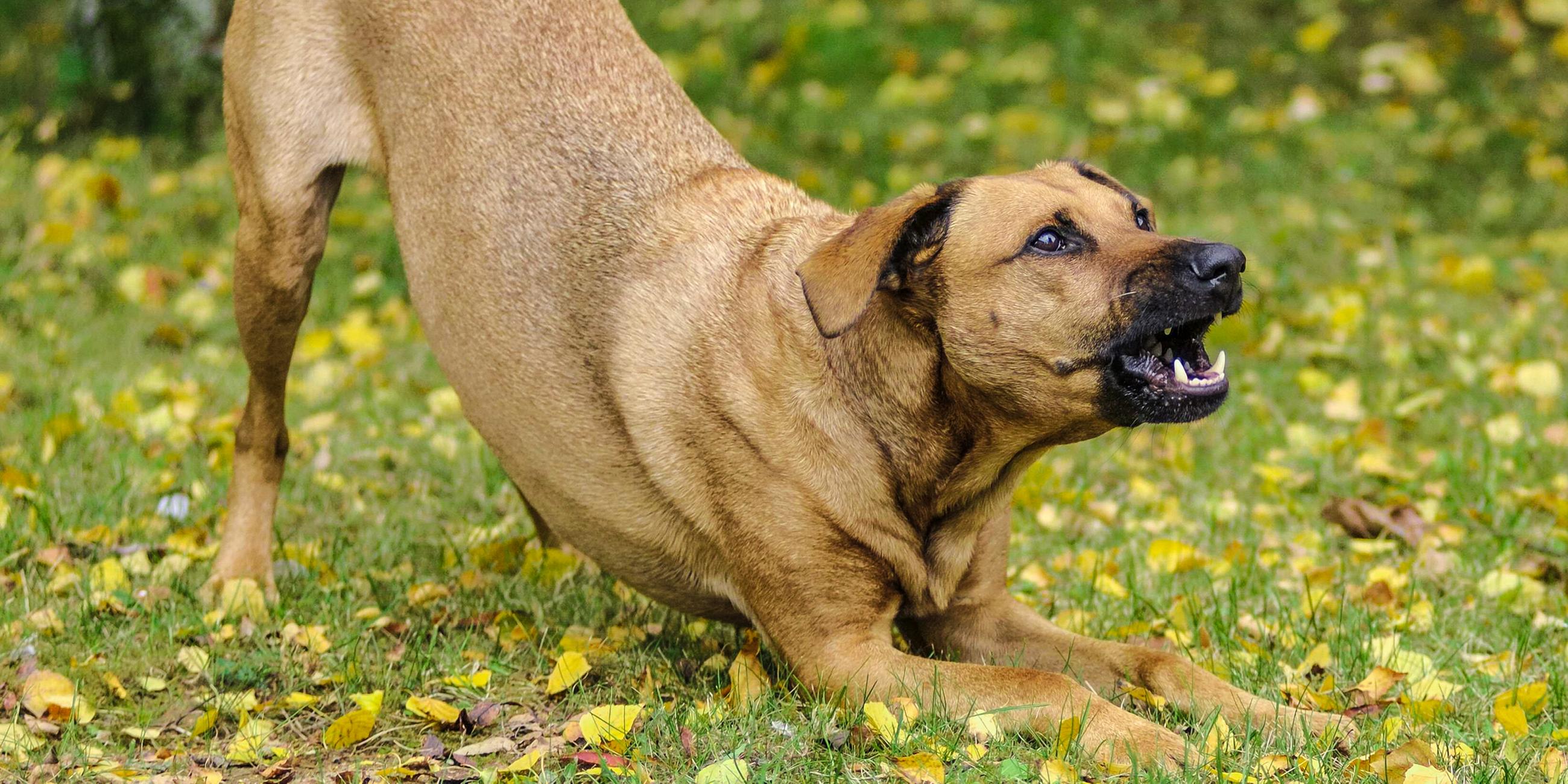 Bellender Hund auf einer Wiese