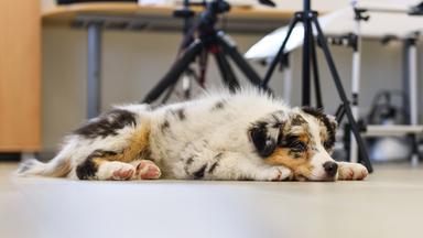Ein Australien Shepherd Welpe liegt auf dem Bauch in einem Büro