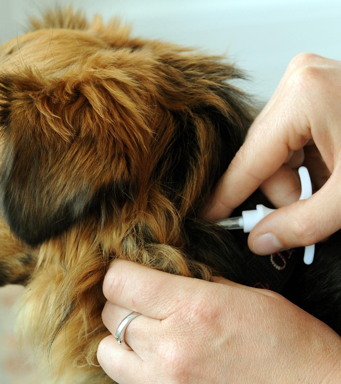Ein Hund bekommt einen Chip injiziert