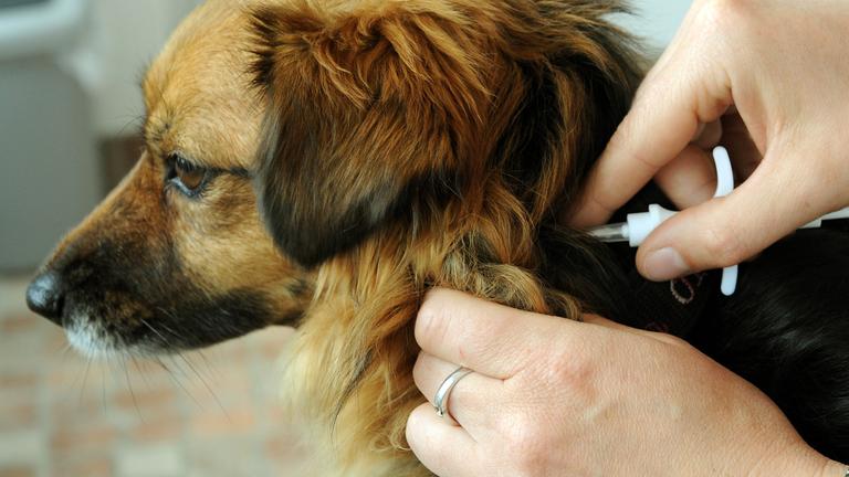 Ein Hund bekommt einen Chip injiziert