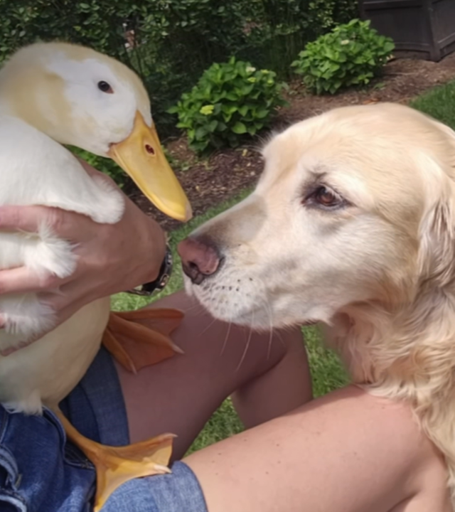 hund-ente