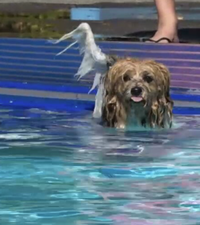 Hund schwimmt im Freibad Sahlenburg