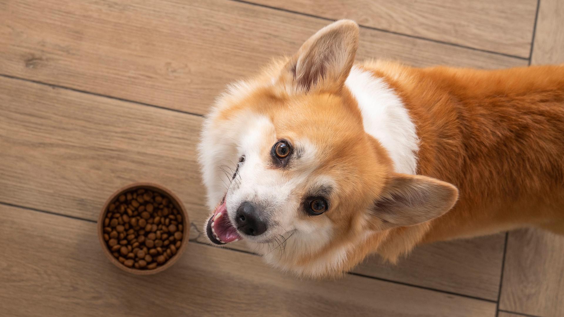 Ein Hund vor seinem Napf mit Futter.