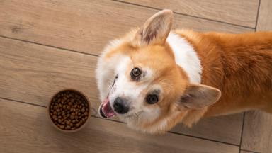 Hundefutter