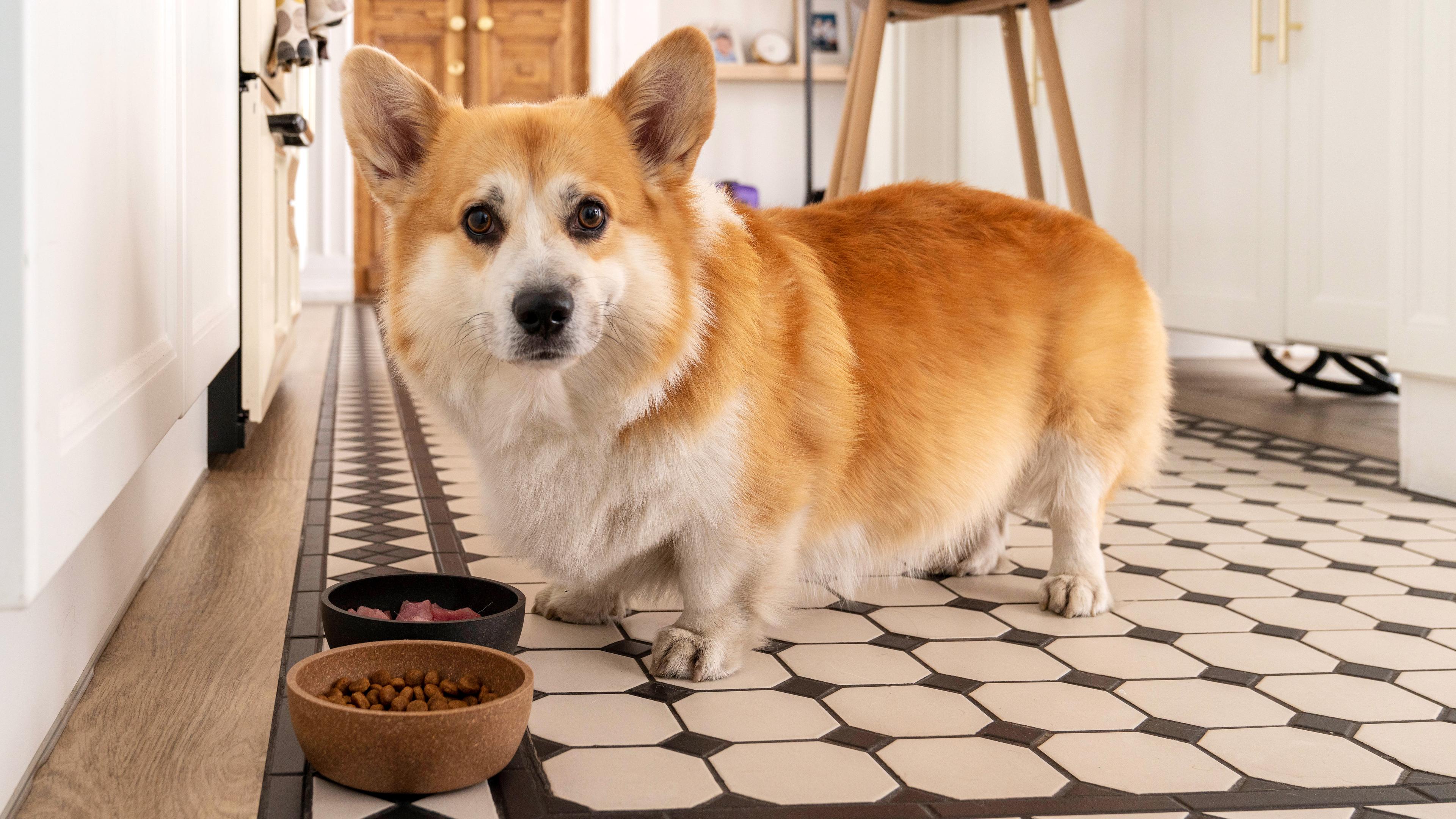 Ein Hund steht vor zwei Futternäpfe