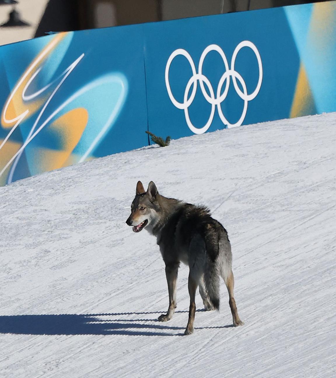 in Hund läuft während des Qualifikationswettbewerbs im Langlauf-Sprint der Frauen für die Olympischen Winterspiele 2026 in Mailand-Cortina im Langlaufstadion Tesero am Lago di Tesero (Val di Fiemme) am 18.02.2026 auf der Loipe herum