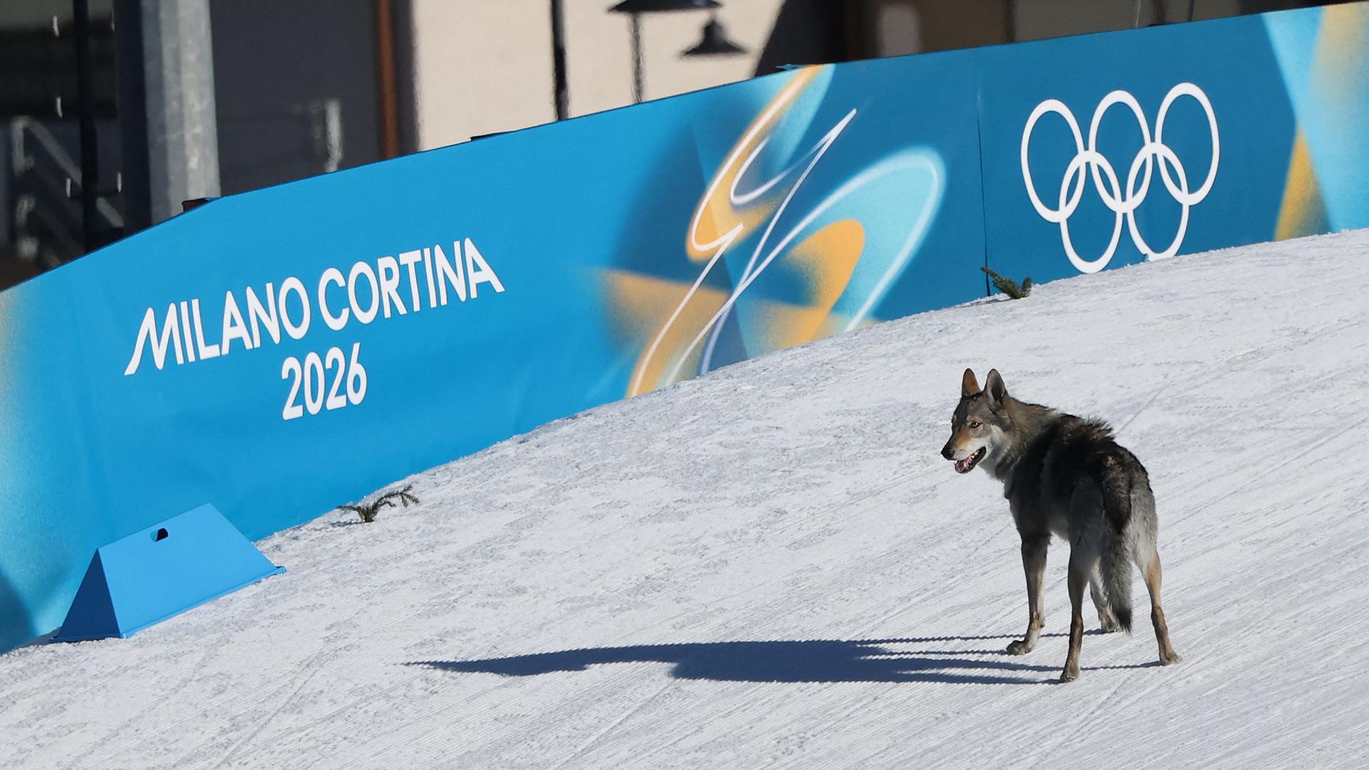 in Hund läuft während des Qualifikationswettbewerbs im Langlauf-Sprint der Frauen für die Olympischen Winterspiele 2026 in Mailand-Cortina im Langlaufstadion Tesero am Lago di Tesero (Val di Fiemme) am 18.02.2026 auf der Loipe herum