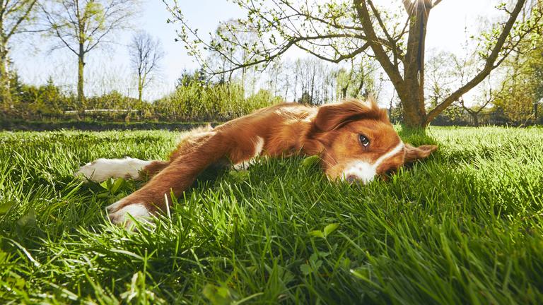 Hund liegt bei Hitze im Schatten im Gras unter einem Baum.