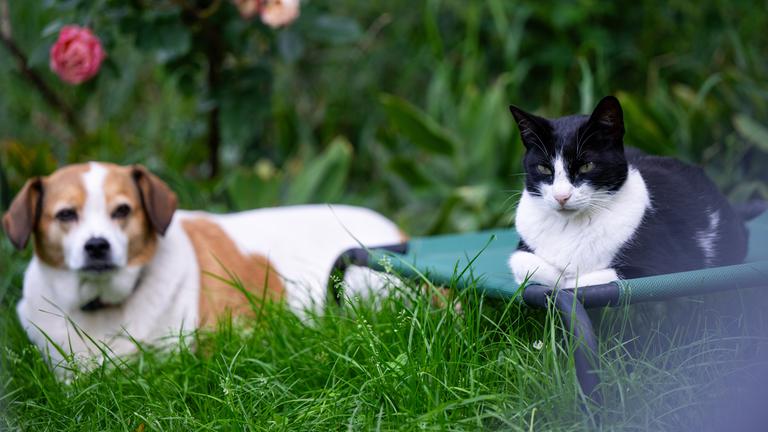 Berlin: Eine Katze liegt auf einer Liege im Garten
