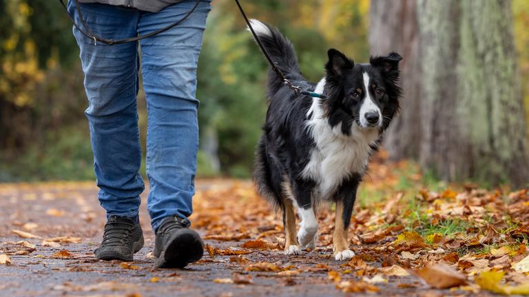 Ein Hund läuft im Wald an einer Leine neben seinem Besitzer her.