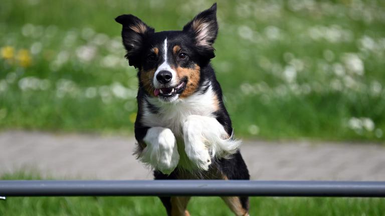 Ein Miniatur American Shephard springt in einem Hundeparcours über ein Hindernis.