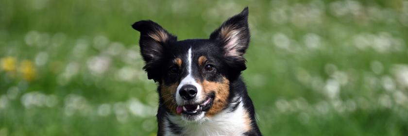 Ein Miniatur American Shephard springt in einem Hundeparcours über ein Hindernis.