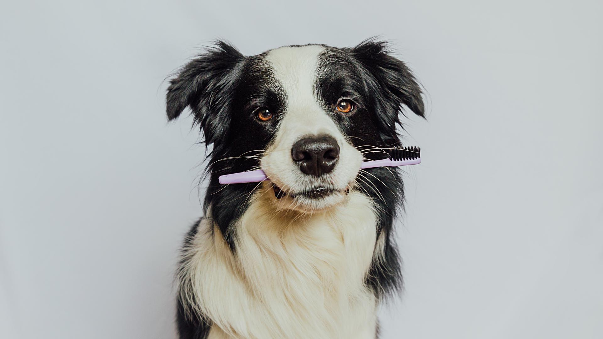 Ein Hund mit einer Zahnbürste im Mund.