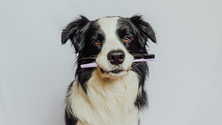 Ein Hund mit einer Zahnbürste im Mund.