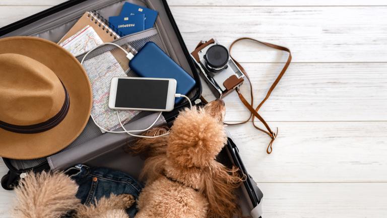 Hund liegt nebem Smartphone mit Powerbank