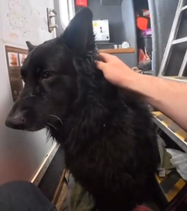 Hund auf aufblasbarem Kajak in Seenot vor der britischen Küste.