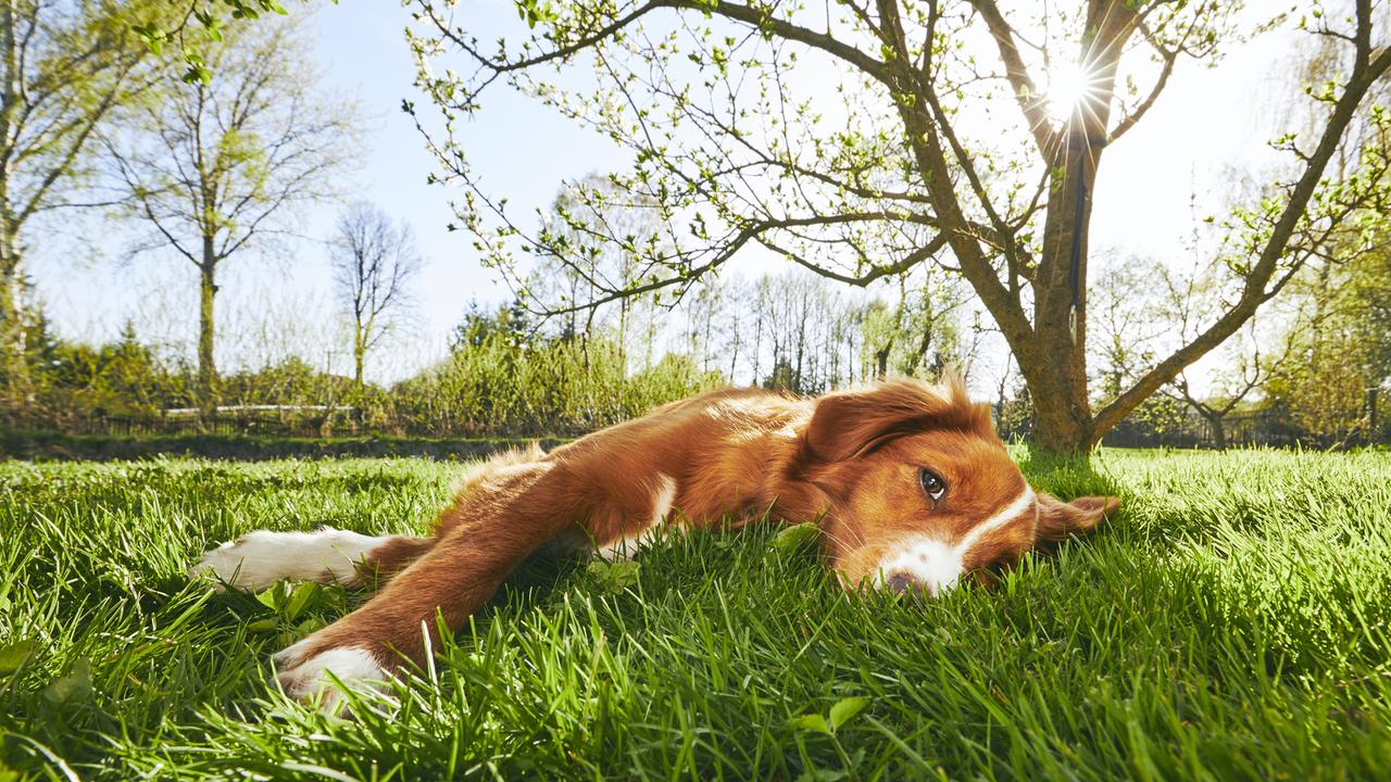 Haustiere im Sommer: Wann Hitze für Hund und Katze gefährlich ist