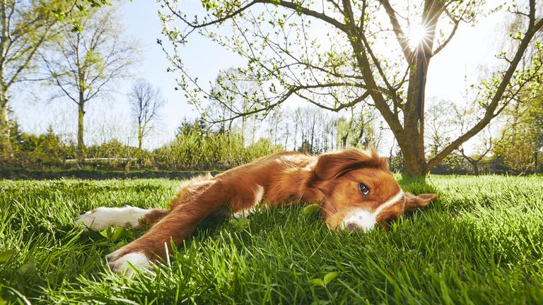 Ein brauner Hund liegt im sonnigen Garten im Gras.