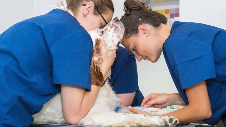 Ein Hund auf dem Behandlungstisch in einer Tieraztpraxis. Er bekommt von einer Tierärztin eine Kanüle zur Blutentnahme gelegt.