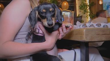 Ein Hund bekommt Futter am Tisch