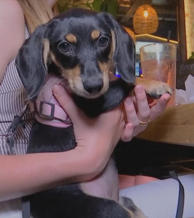 Ein Hund bekommt Futter am Tisch