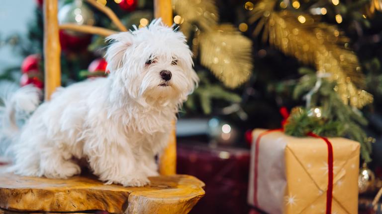 Kleiner weißer Terrier mit Weihnachtsbaum im Hintergrund