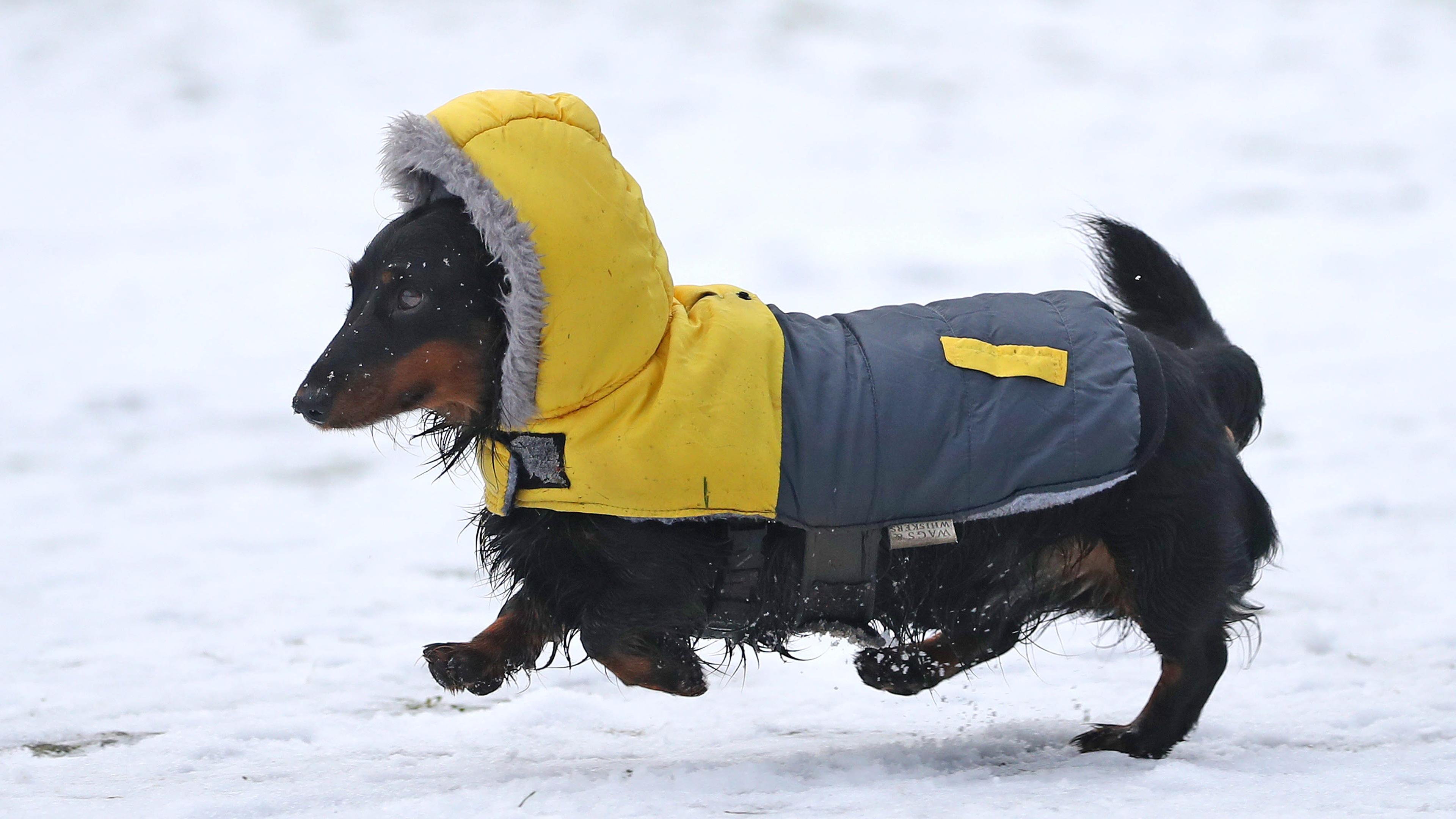 Dackel trägt einen Wintermantel