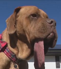 Der Hund Ozzy streckt seine Zunge aus.