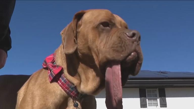 Der Hund Ozzy streckt seine Zunge aus.