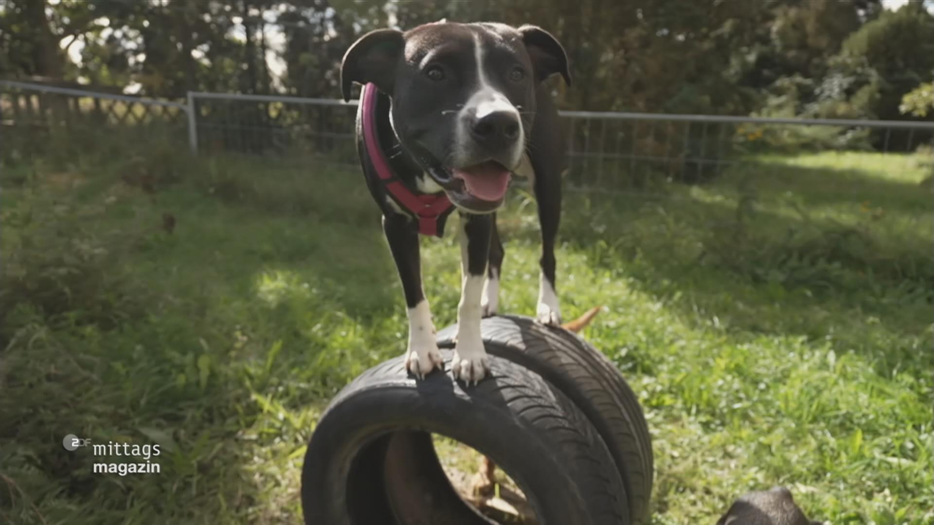 Hunde spielen