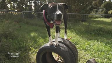 Hunde spielen