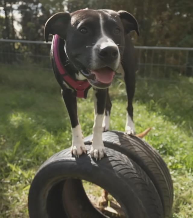 Hunde spielen