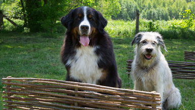 Zwei Hunde
