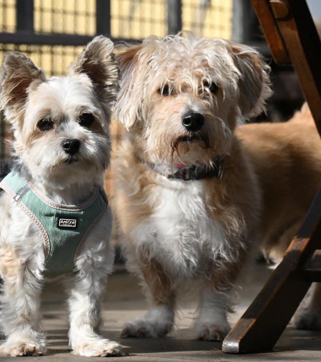 PRODUKTION - 10.07.2026, Thüringen, Erfurt: Zwei Hunde sind zu Gast im Grünen Hundehotel in Erfurt. Hier ist man spezialisiert auf Hunde unter zehn Kilogramm Gewicht. In Thüringen werden immer häufiger Tiersitter gebucht, um für Haustiere zu sorgen, deren Besitzer im Urlaub sind.