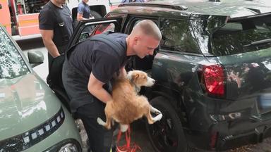 Hund bei Hitze im Auto