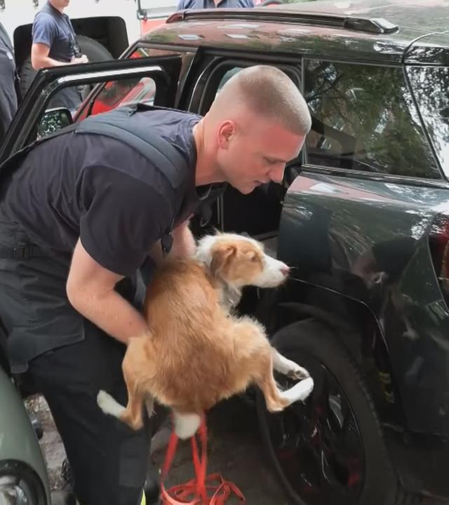 Ein Hund bei Hitze im Auto