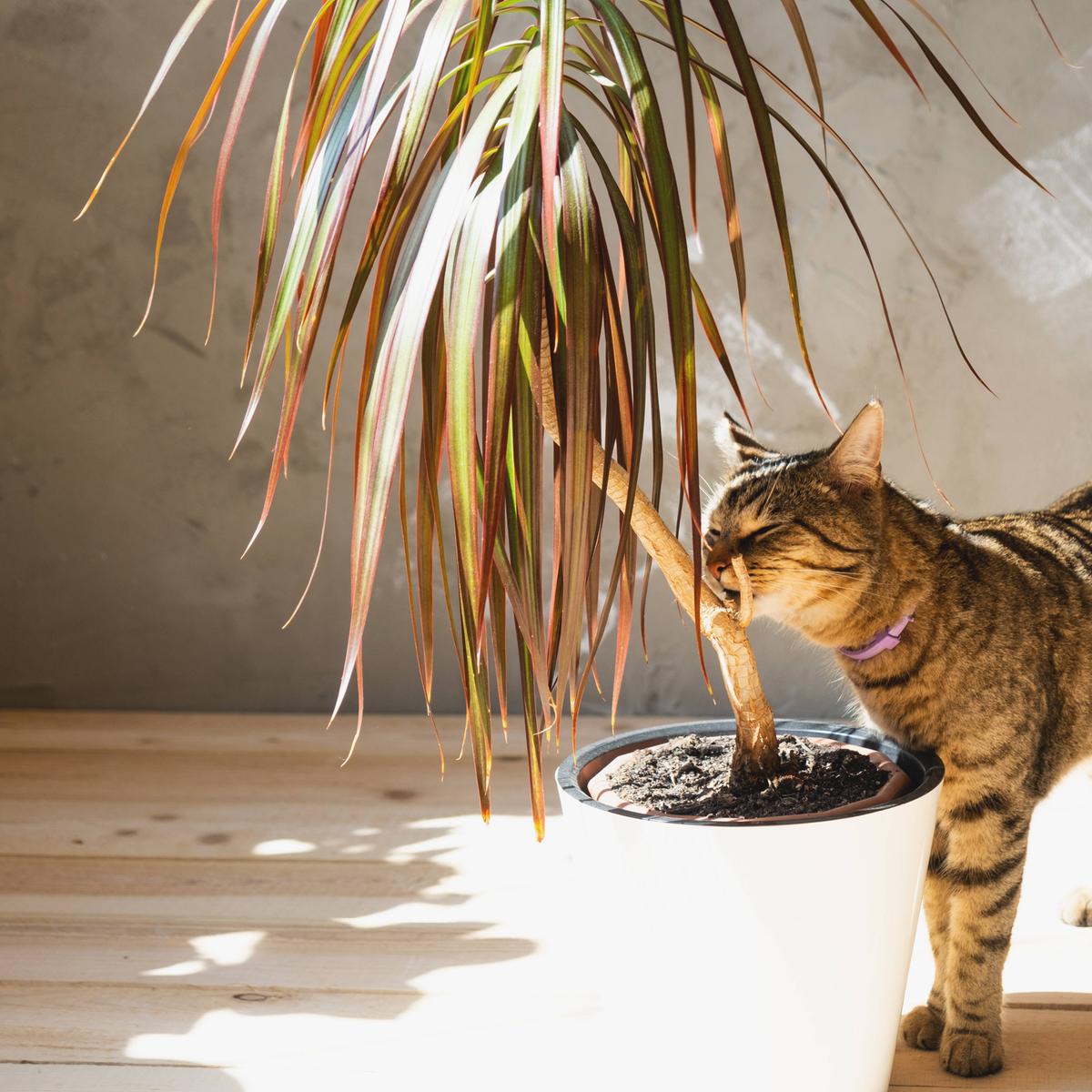 Pflanzen und Tiere: Was ist ungefhrlich fr Hund und Katze?