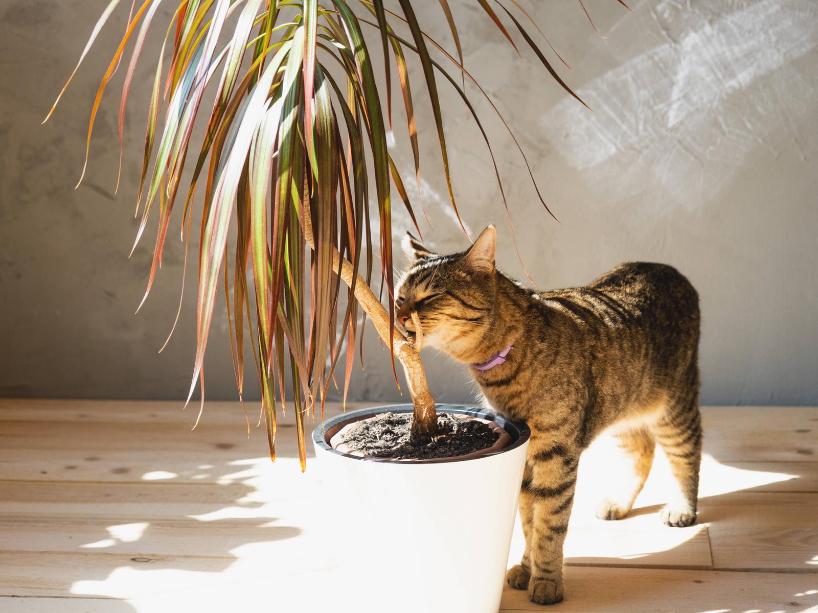 Pflanzen und Tiere: Was ist ungefhrlich fr Hund und Katze?