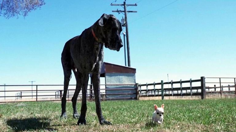 Größter und kleinster Hund treffen aufeinander