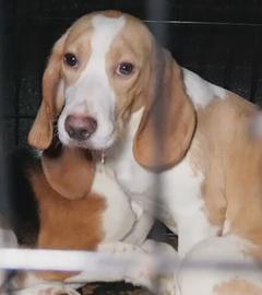 Beagle in Zwinger