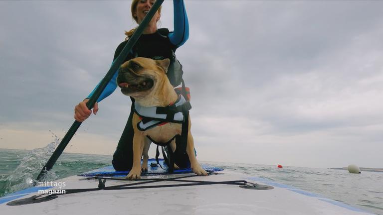 Hunde-Surfen