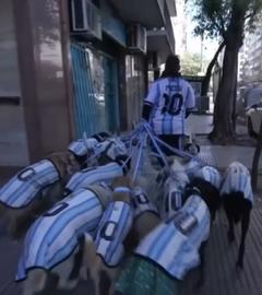 Dreizehn Hunde im Argentinien Trikot in Buenos Aires.